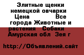 Элитные щенки немецкой овчарки › Цена ­ 30 000 - Все города Животные и растения » Собаки   . Амурская обл.,Зея г.